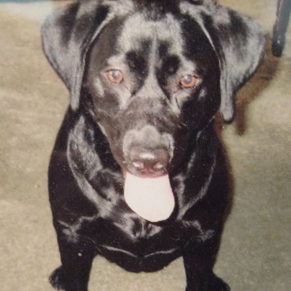 Meet your Posher, Katie - Picture 1 of 1